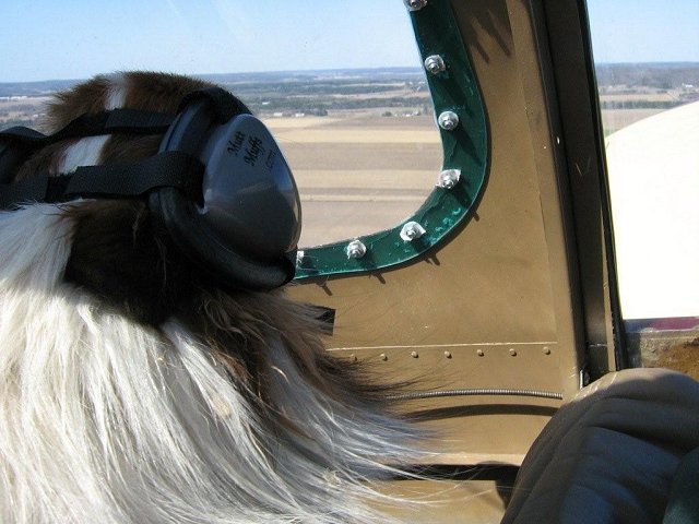 Coupe - Sheltie