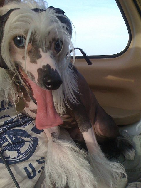 Mr. Nash - Chinese Crested