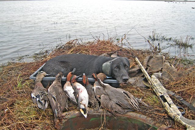 Paisley - Black Lab