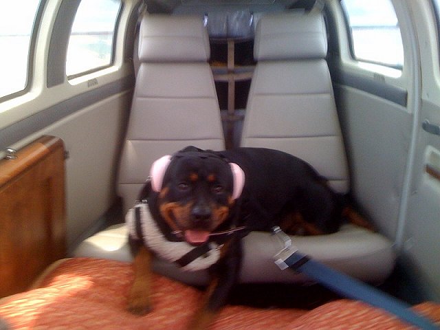 Bindi - Rottweiler