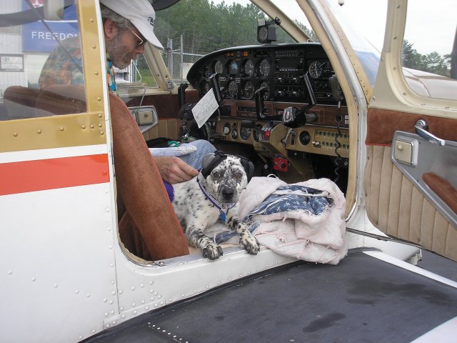 Bubbles - Dalmation Puppy