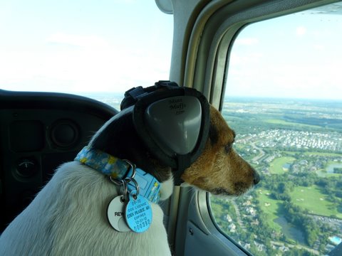 Gidget - Jack Russell