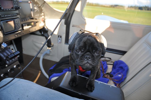 Murray - Brindle Pug