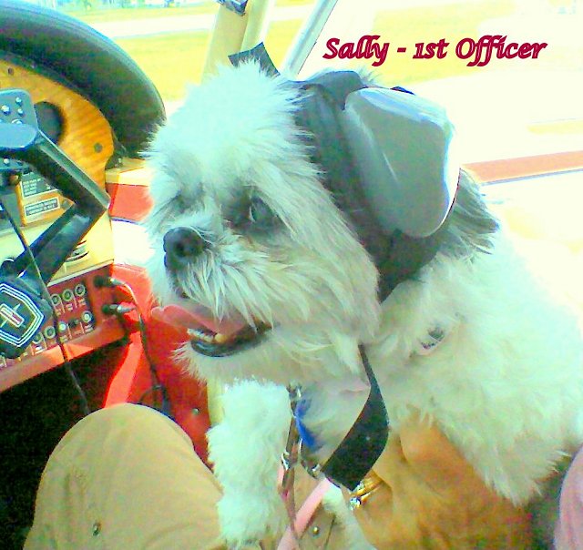 Sally - Shih Tsu