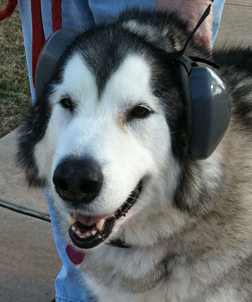 Sam - Alaskan Malamute