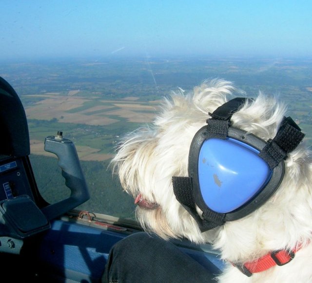 Sparky - West Highland Terrier