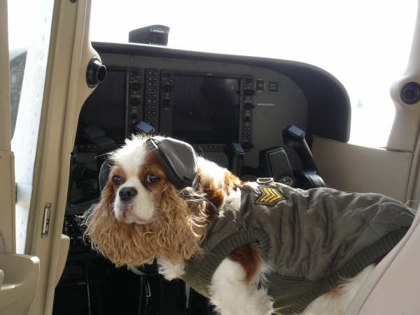 Zoe - Cavalier King Charles Spaniel