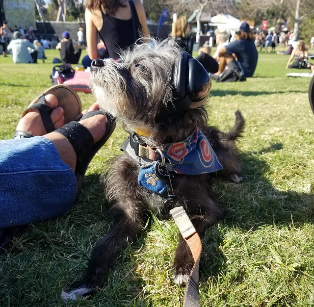 Bandit - Terrier mix