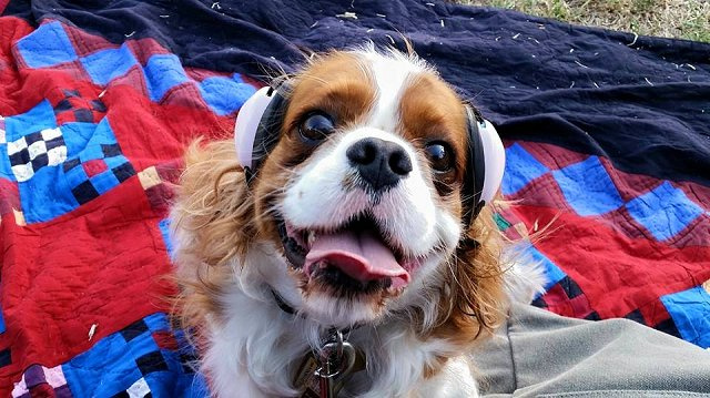 BeBe - Cavalier King Charles Spaniel