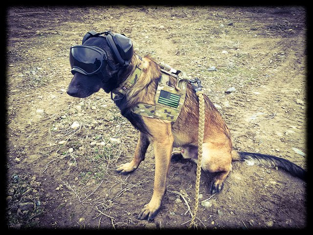 Bodie - Belgian Malinois