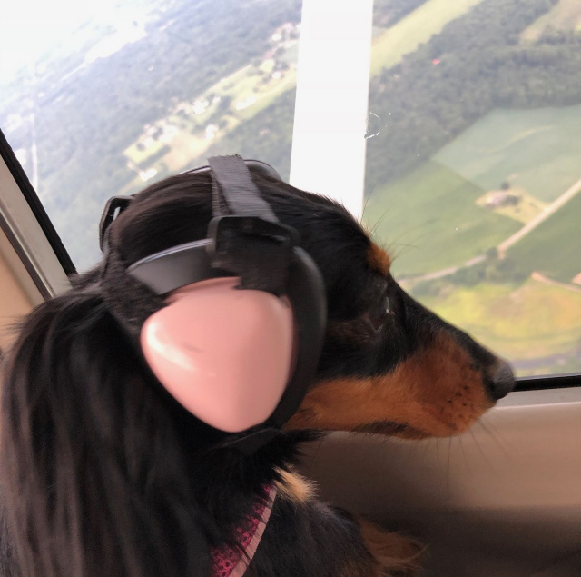 Heidi - Miniature Long-haired Dachshund