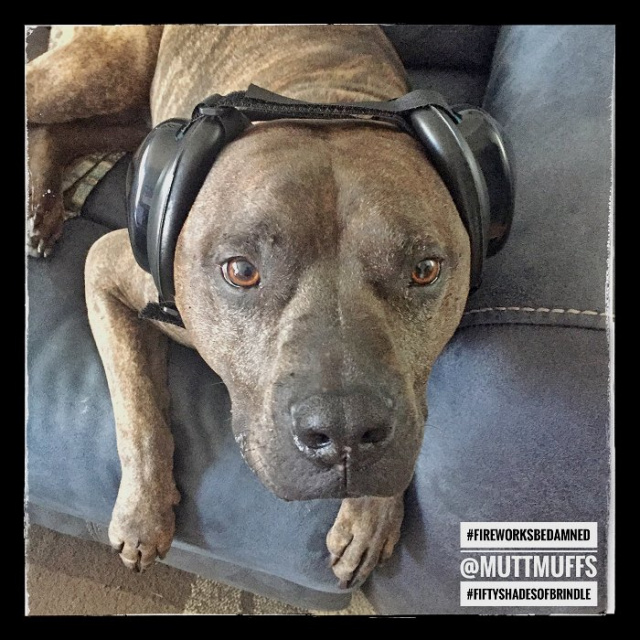 Roadie - Pit Bull Mix