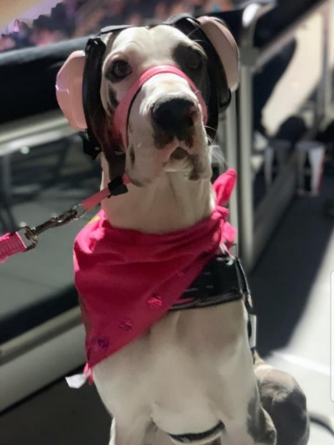 Sophie - Great Dane