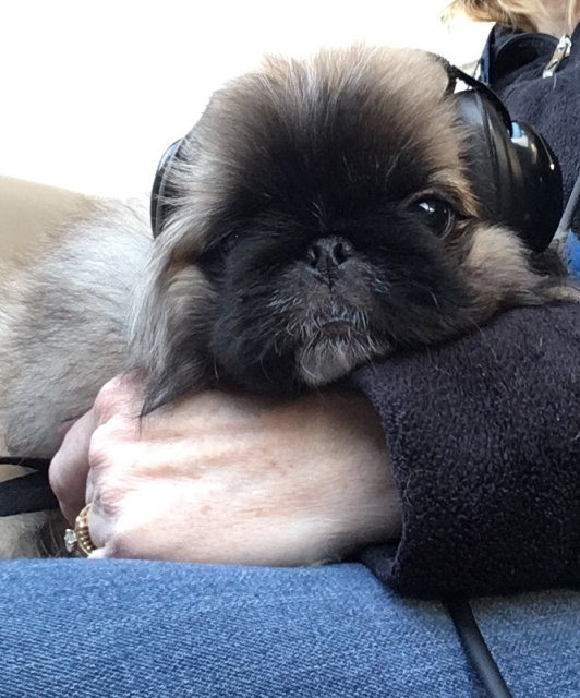 Vinnie - Pekingese