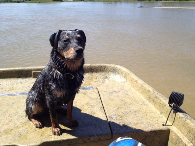 Knox - Blue Heeler