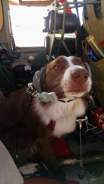 Merlin - Border Collie, smooth coat