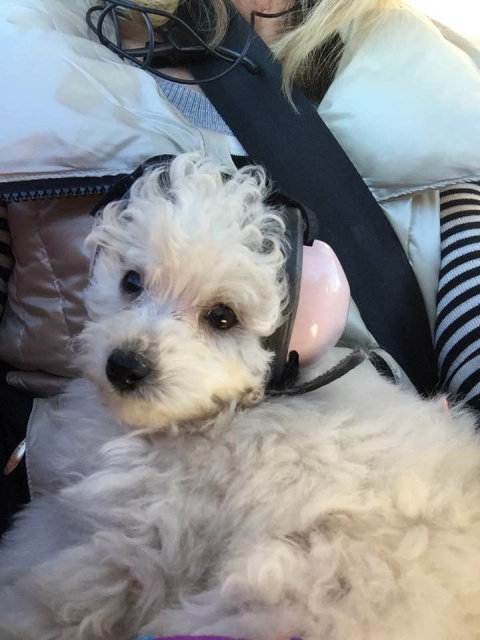 Piper - Toy Poodle