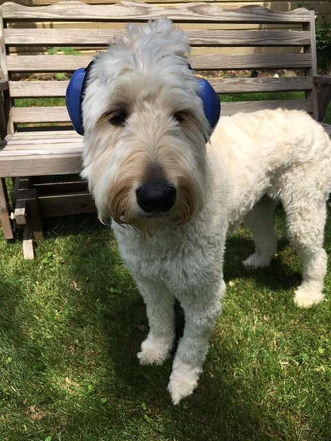 Rigby - Goldendoodle