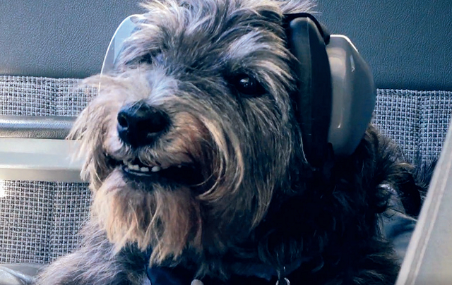 Duffy - Cairn Terrier