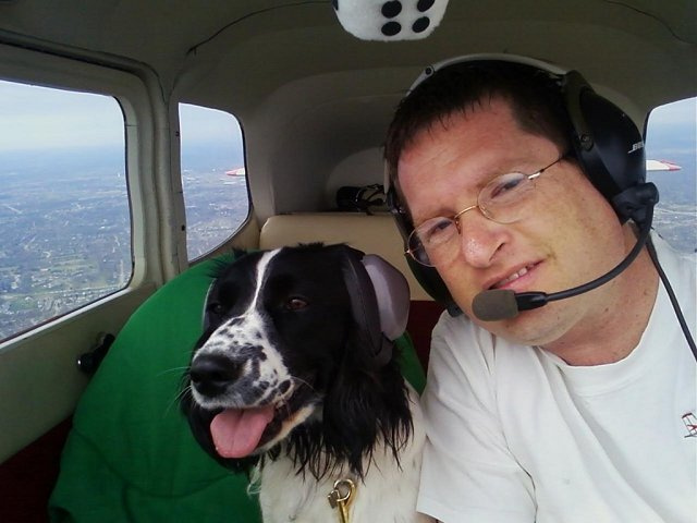 Ellie - Springer Spaniel