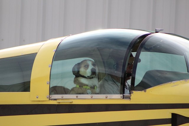 Grumman - Australian Shepherd Mix