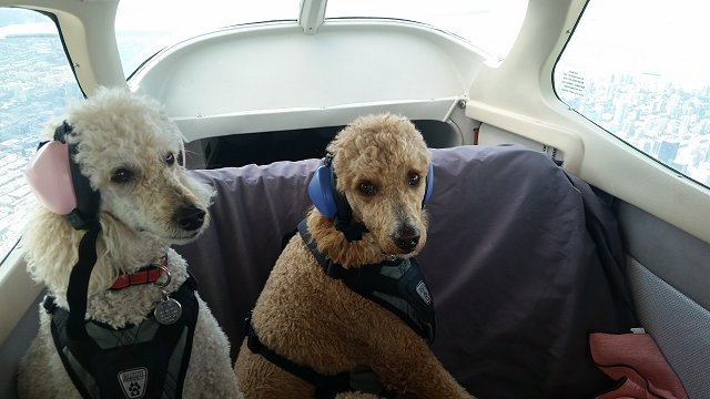 Isabelle and Louis - Poodle