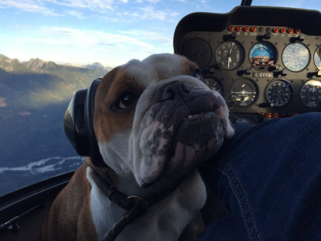 Mister Bentley - English Bulldog