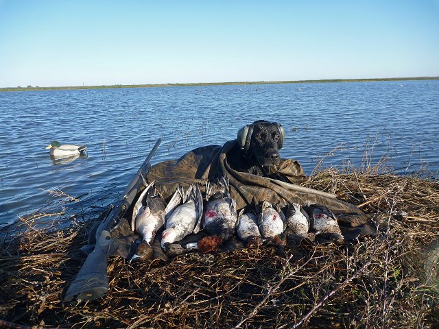 Monte - Black Lab