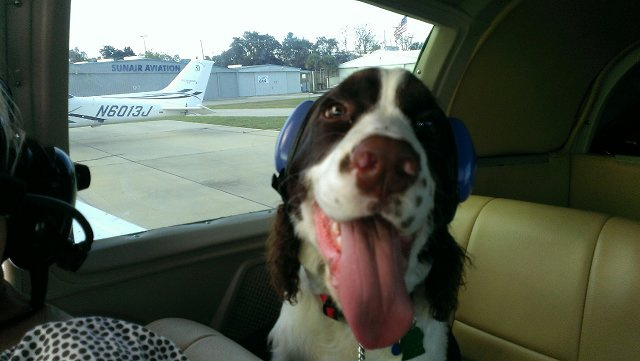 Pilot - Springer Spaniel