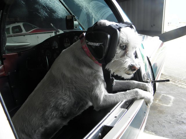 Sommer - Poodle/Jack Russell