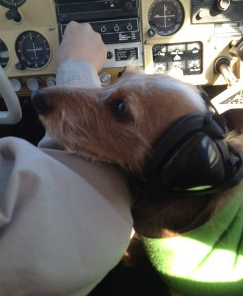 Stevie - Miniature Wirehaired Dachshund