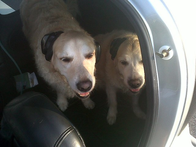 Austin & Phoebe - Golden Retrievers