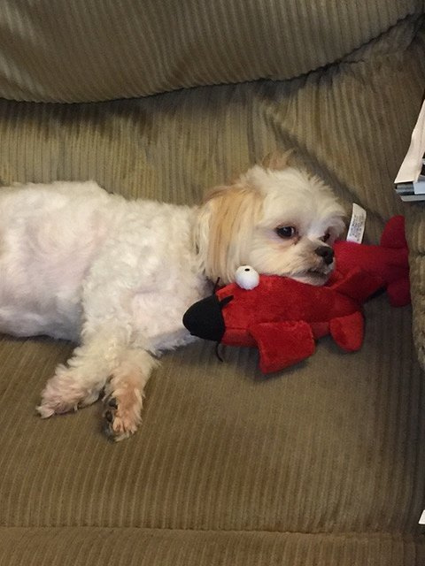 Baron (as in Red Baron) - Maltese/Shihtzu