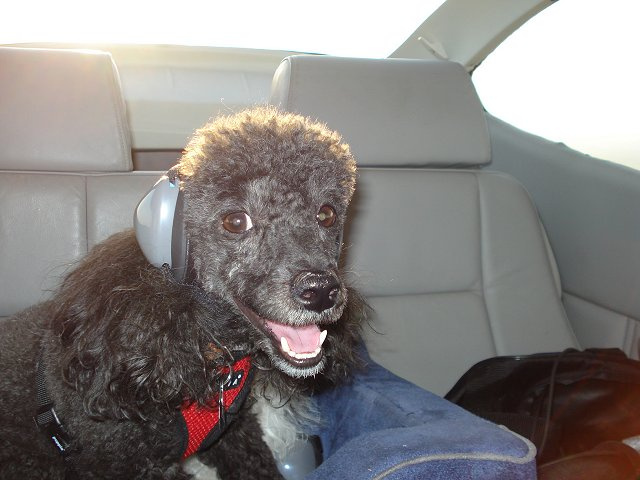 Boo - Toy Poodle