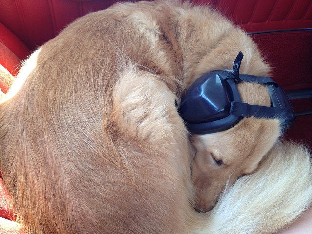 Lizzie - Golden Retriever Mix