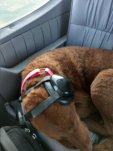 Pintail - Chesapeake Bay Retriever