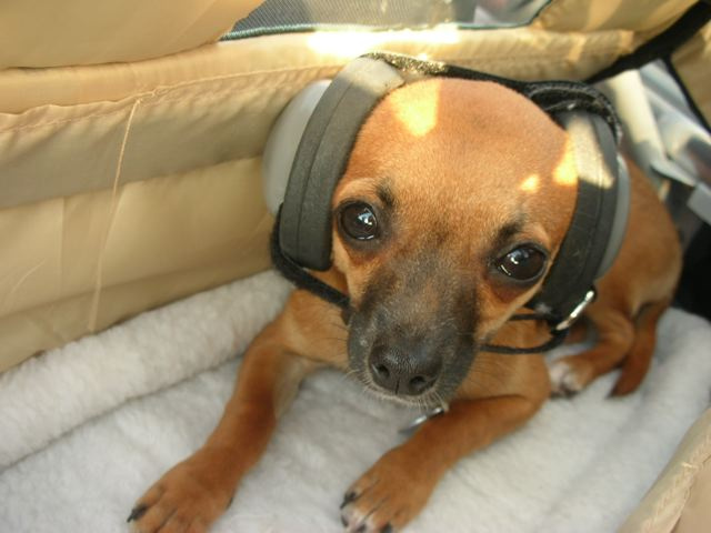 Riley - Chihuahua