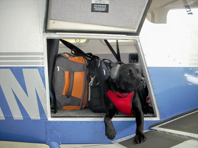 Trudy - Black Lab