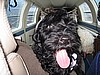 Bella - Portuguese Water Dog