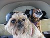 Bennie and Heddie - Brussels Griffon