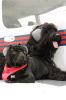 Iris (Briard) & Mollgan (Pug)