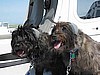 Tavish and McDuff - Cairn Terriers