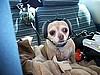 Trooper - Chihuahua