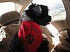 Porter - Portuguese Water Dog