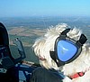 Sparky - West Highland Terrier