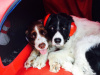 Guiness & Ellie - English Springer Spaniels