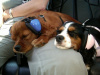 Lucas & Danica - Cavalier King Charles Spaniels