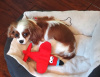 Cessna - Cavalier King Charles Spaniel